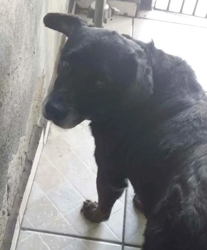 Cachorro ra a Vira-Lata idade 5 anos nome Jake