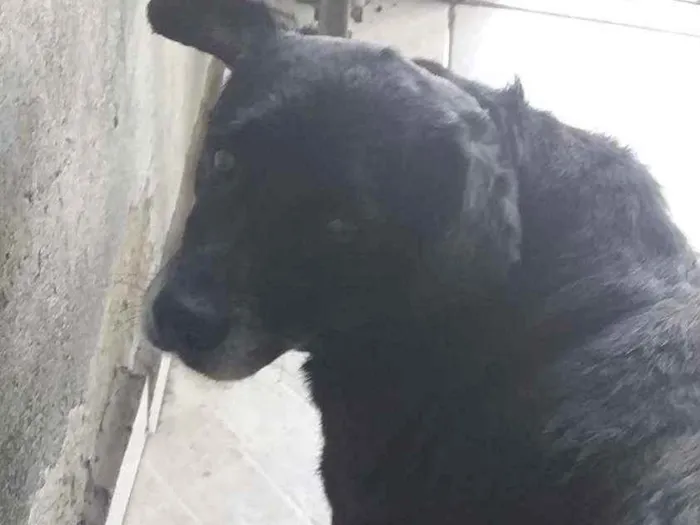 Cachorro ra a Vira-Lata idade 5 anos nome Jake