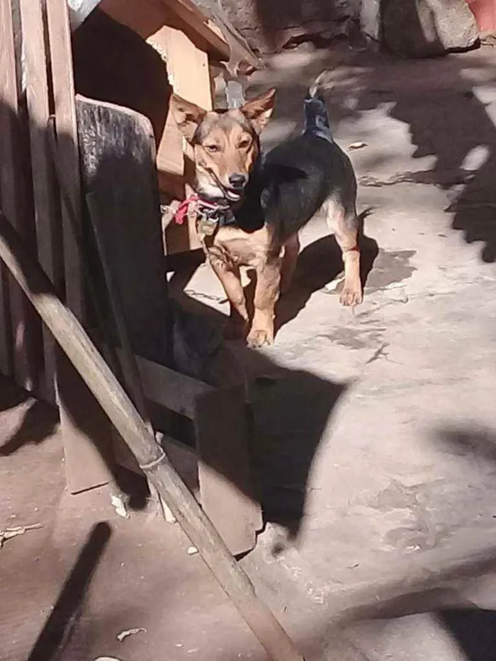 Cachorro ra a Vira-lata  idade 1 ano nome Rock e Nina