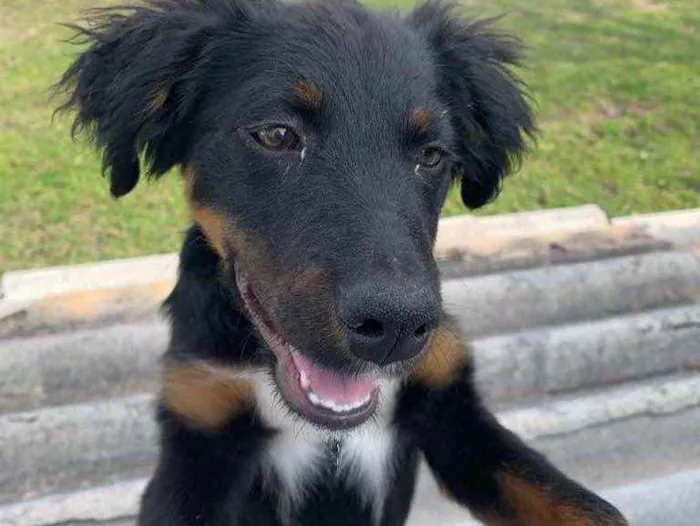 Cachorro ra a  idade 2 a 6 meses nome Menininha