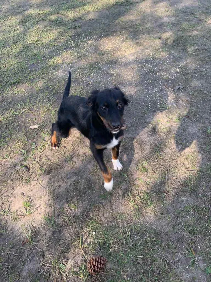 Cachorro ra a  idade 2 a 6 meses nome Menininha