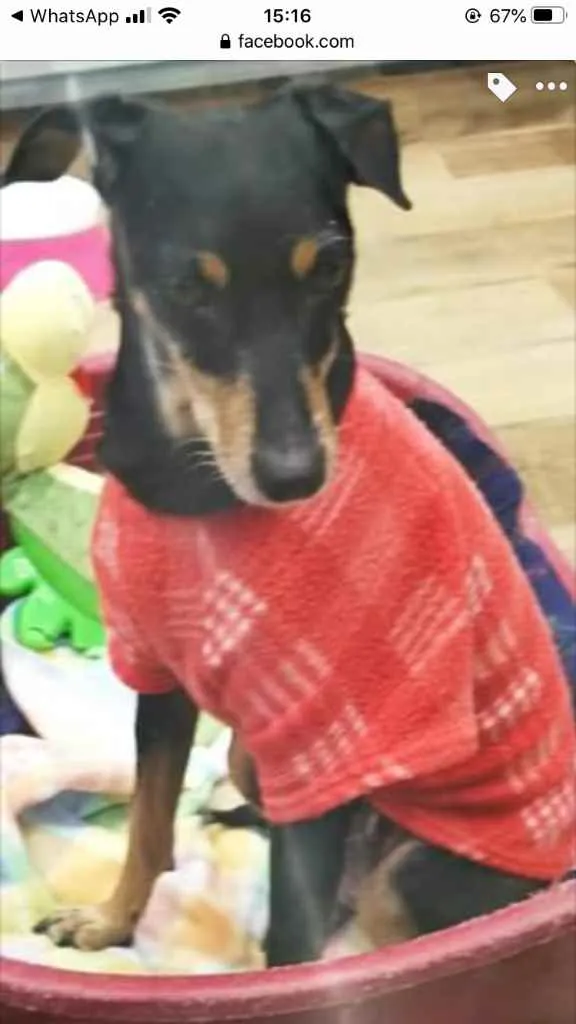 Cachorro ra a Srd com  pinscher  idade 7 a 11 meses nome Bolinha linda