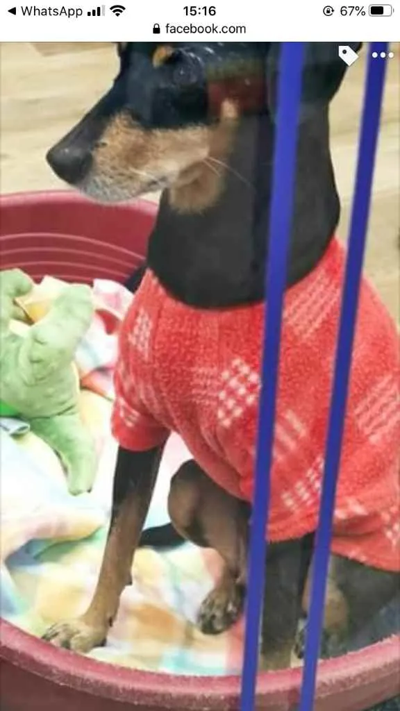 Cachorro ra a Srd com  pinscher  idade 7 a 11 meses nome Bolinha linda