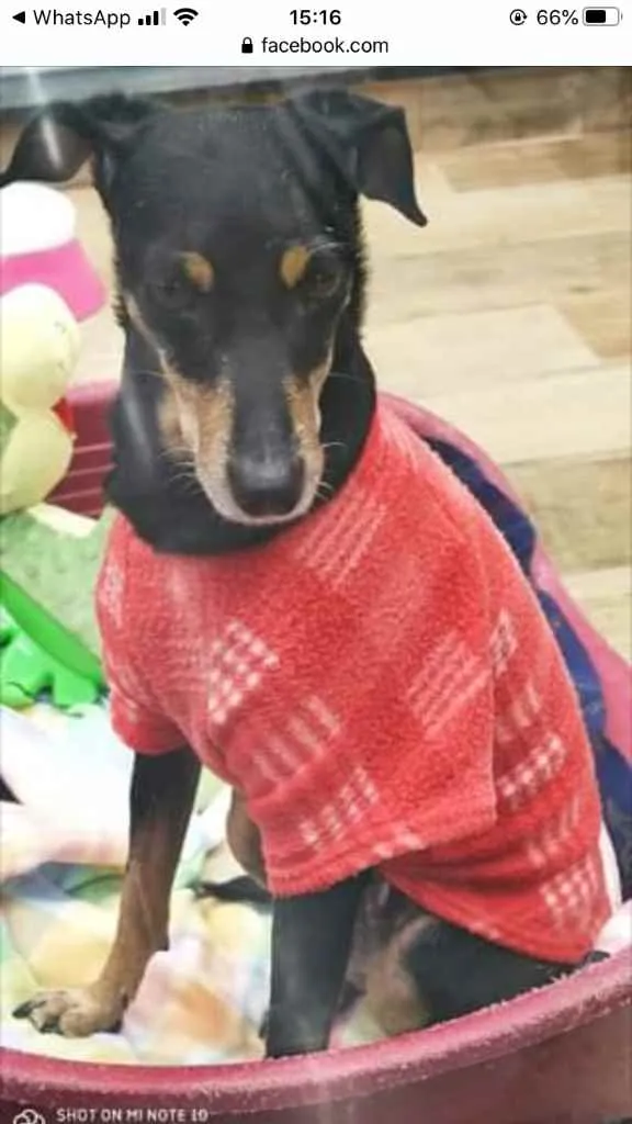 Cachorro ra a Srd com  pinscher  idade 7 a 11 meses nome Bolinha linda