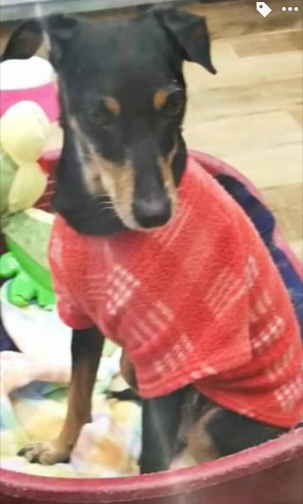 Cachorro ra a Srd com  pinscher  idade 7 a 11 meses nome Bolinha linda
