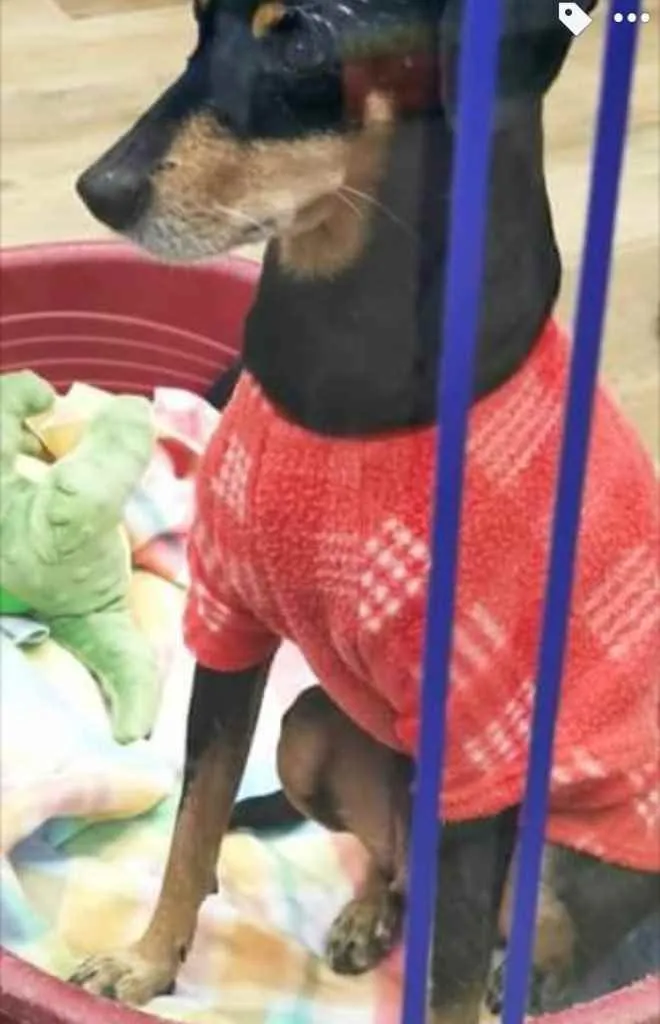 Cachorro ra a Srd com  pinscher  idade 7 a 11 meses nome Bolinha linda