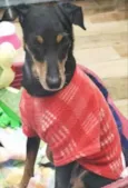 Bolinha linda