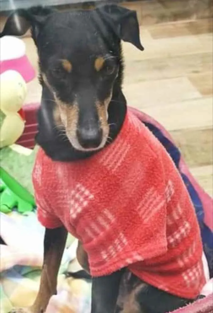 Cachorro ra a Srd com  pinscher  idade 7 a 11 meses nome Bolinha linda