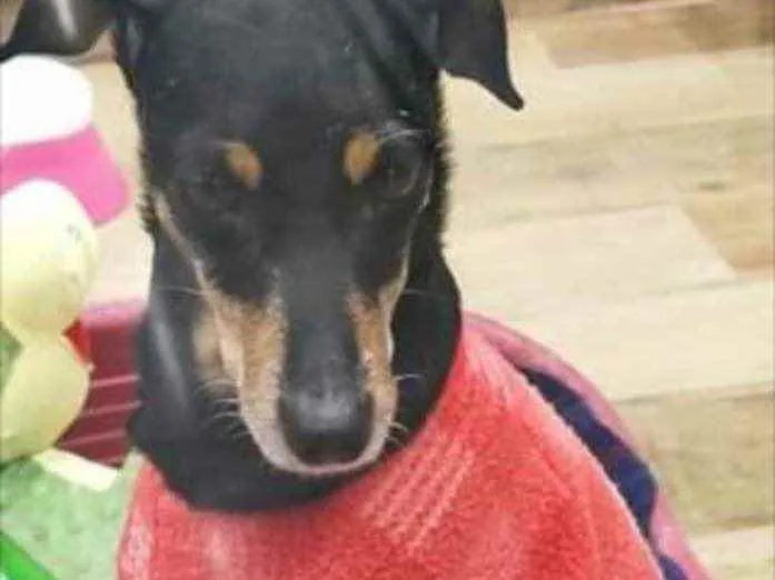 Cachorro ra a Srd com  pinscher  idade 7 a 11 meses nome Bolinha linda