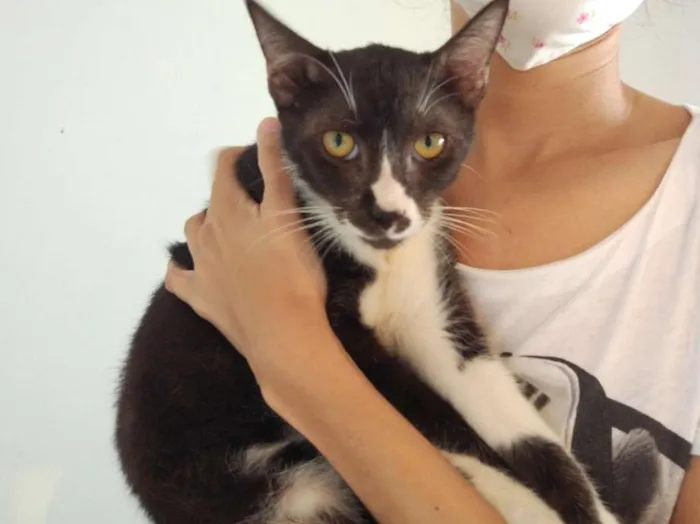 Gato raça SRD-ViraLata idade 2 a 6 meses nome Joca