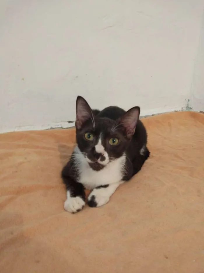 Gato raça SRD-ViraLata idade 2 a 6 meses nome Joca