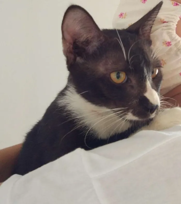 Gato raça SRD-ViraLata idade 2 a 6 meses nome Joca