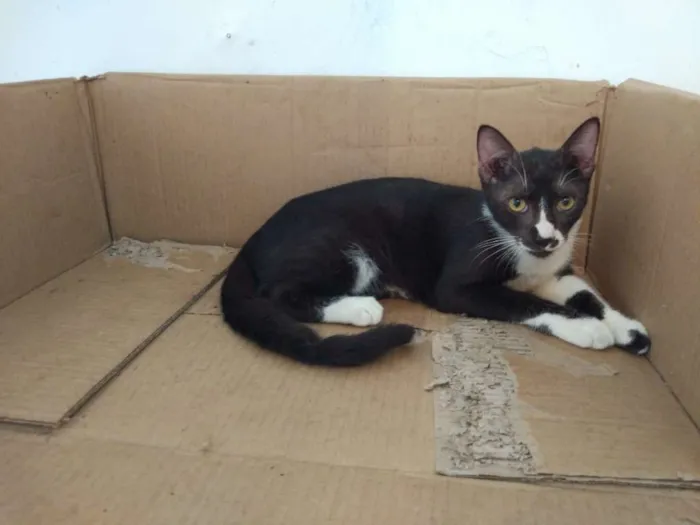 Gato raça SRD-ViraLata idade 2 a 6 meses nome Joca