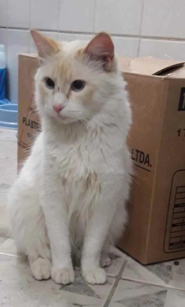 Gato ra a Srd idade 7 a 11 meses nome Aslan lindo