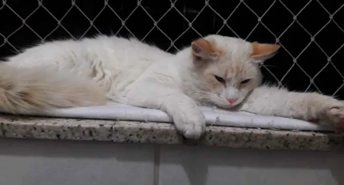 Gato ra a Srd idade 7 a 11 meses nome Aslan lindo