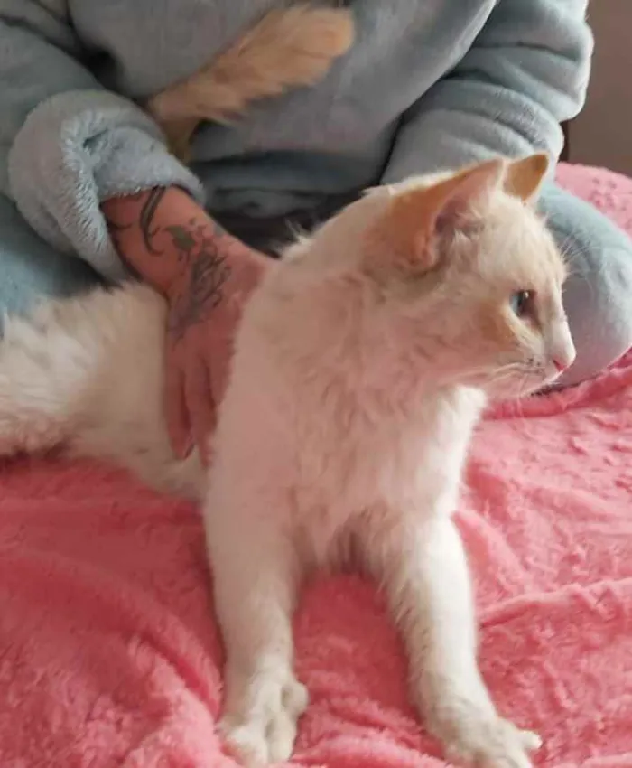 Gato ra a Srd idade 7 a 11 meses nome Aslan lindo