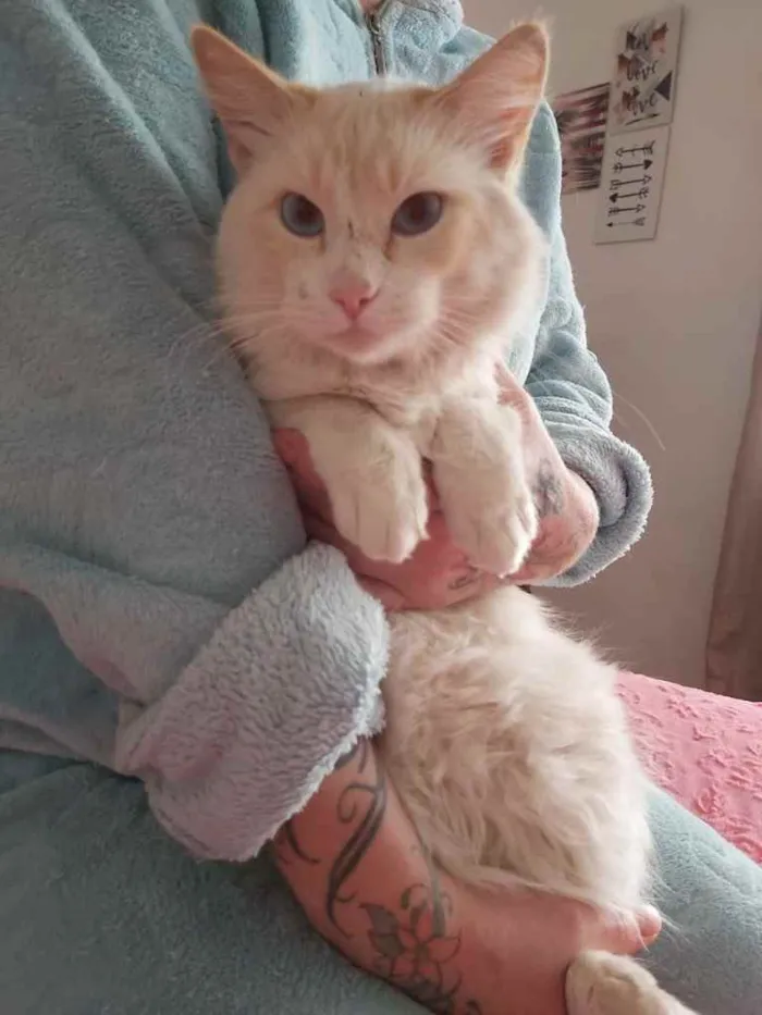 Gato ra a Srd idade 7 a 11 meses nome Aslan lindo