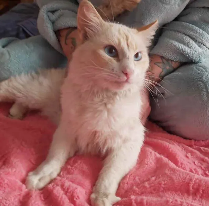 Gato ra a Srd idade 7 a 11 meses nome Aslan lindo