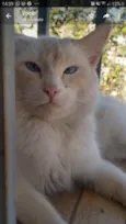 Aslan lindo