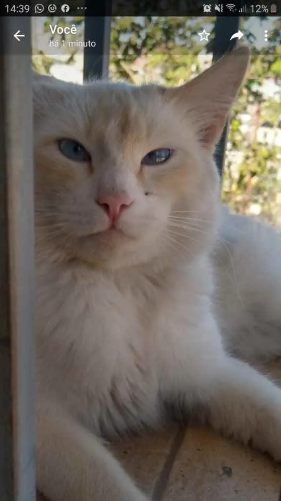 Gato ra a Srd idade 7 a 11 meses nome Aslan lindo