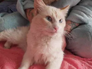 Gato raça Srd idade 7 a 11 meses nome Aslan lindo 