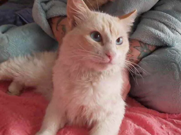 Gato ra a Srd idade 7 a 11 meses nome Aslan lindo