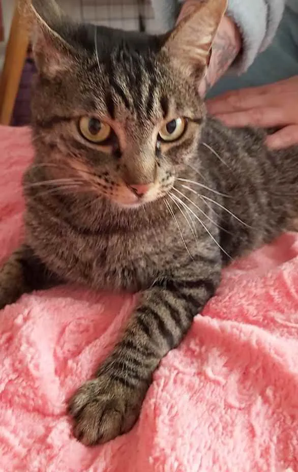 Gato raça Srd idade 7 a 11 meses nome Aurora linda gatinha