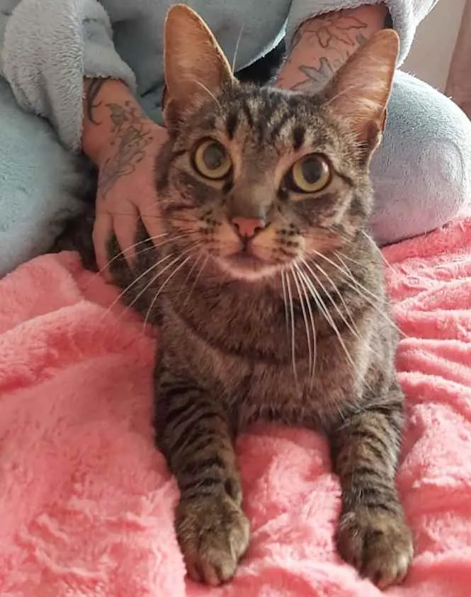 Gato raça Srd idade 7 a 11 meses nome Aurora linda gatinha