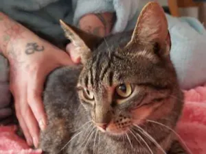 Gato raça Srd idade 7 a 11 meses nome Aurora linda gatinha