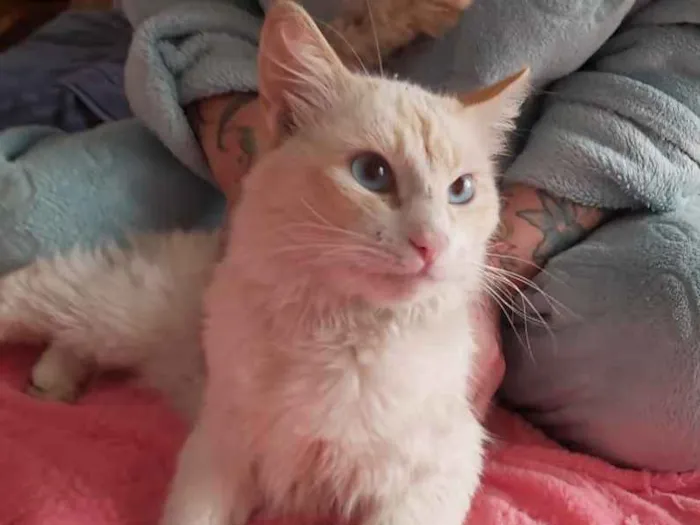 Gato ra a Srd idade 7 a 11 meses nome Aslan lindo