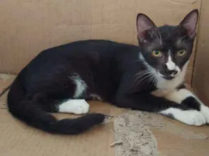 Gato raça SRD-ViraLata idade 2 a 6 meses nome Joca