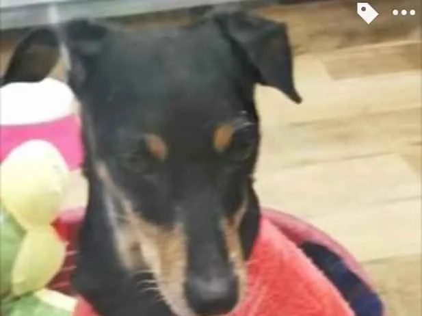 Cachorro ra a Srd com  pinscher  idade 7 a 11 meses nome Bolinha linda