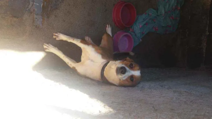 Cachorro ra a vida lata idade 7 a 11 meses nome ppm pom