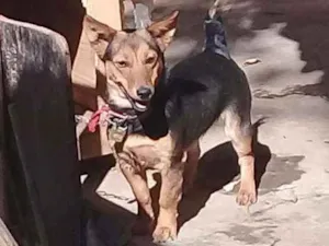 Cachorro raça Vira-lata  idade 1 ano nome Rock e Nina