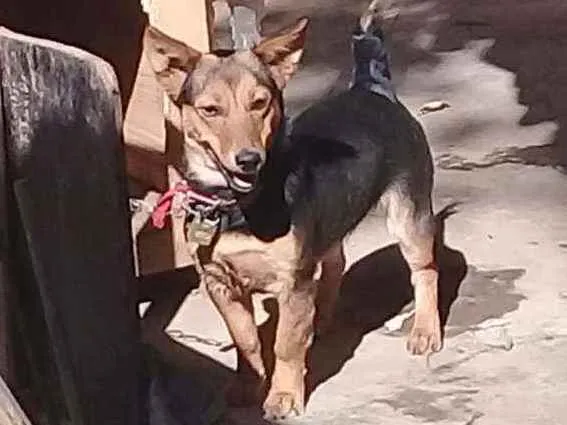 Cachorro ra a Vira-lata  idade 1 ano nome Rock e Nina