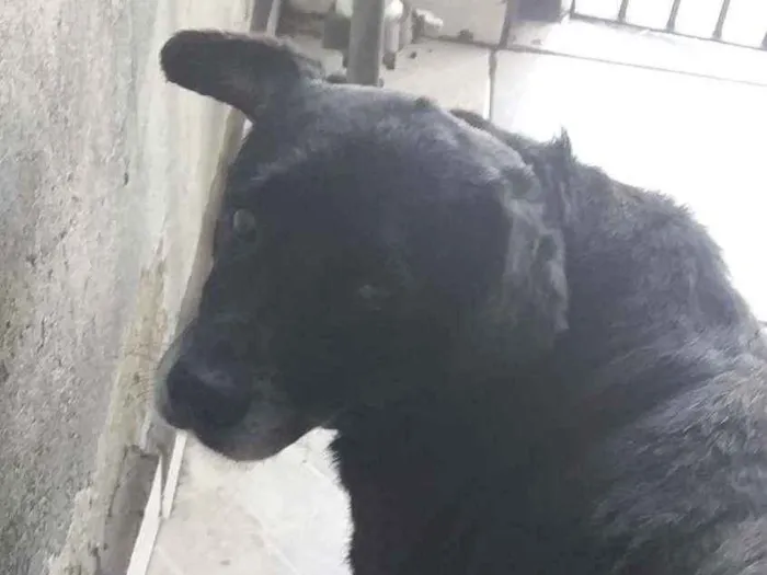 Cachorro ra a Vira-Lata idade 5 anos nome Jake