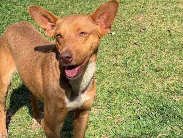 Cachorro ra a Desconhecida  idade  nome Bingo 