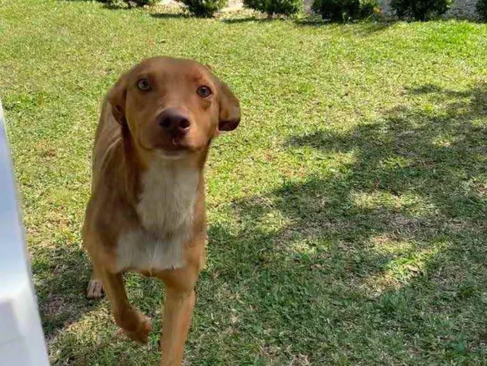 Cachorro ra a Desconhecida  idade  nome Bingo 