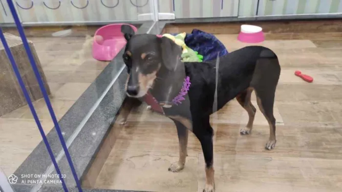 Cachorro ra a Srd com  pinscher  idade 7 a 11 meses nome Bolinha linda