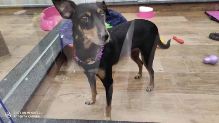 Cachorro ra a Srd com  pinscher  idade 7 a 11 meses nome Bolinha linda