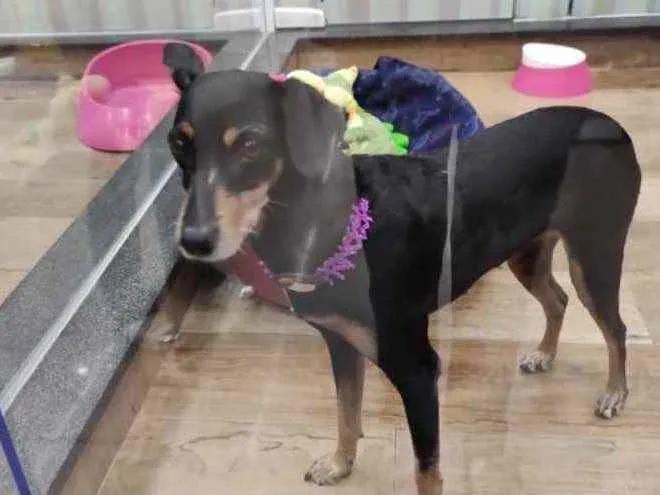 Cachorro ra a Srd com  pinscher  idade 7 a 11 meses nome Bolinha linda