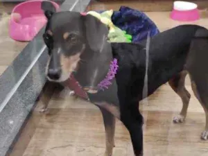 Cachorro raça Srd com  pinscher  idade 7 a 11 meses nome Bolinha linda