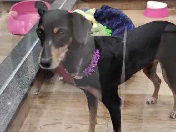 Cachorro ra a Srd com  pinscher  idade 7 a 11 meses nome Bolinha linda
