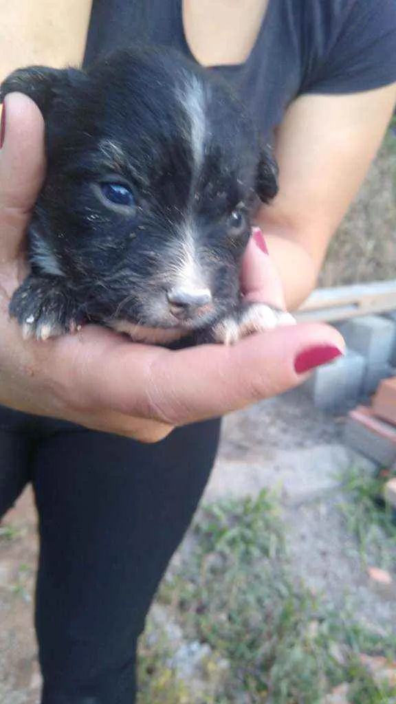 Cachorro ra a SRD idade Abaixo de 2 meses nome Sem nome