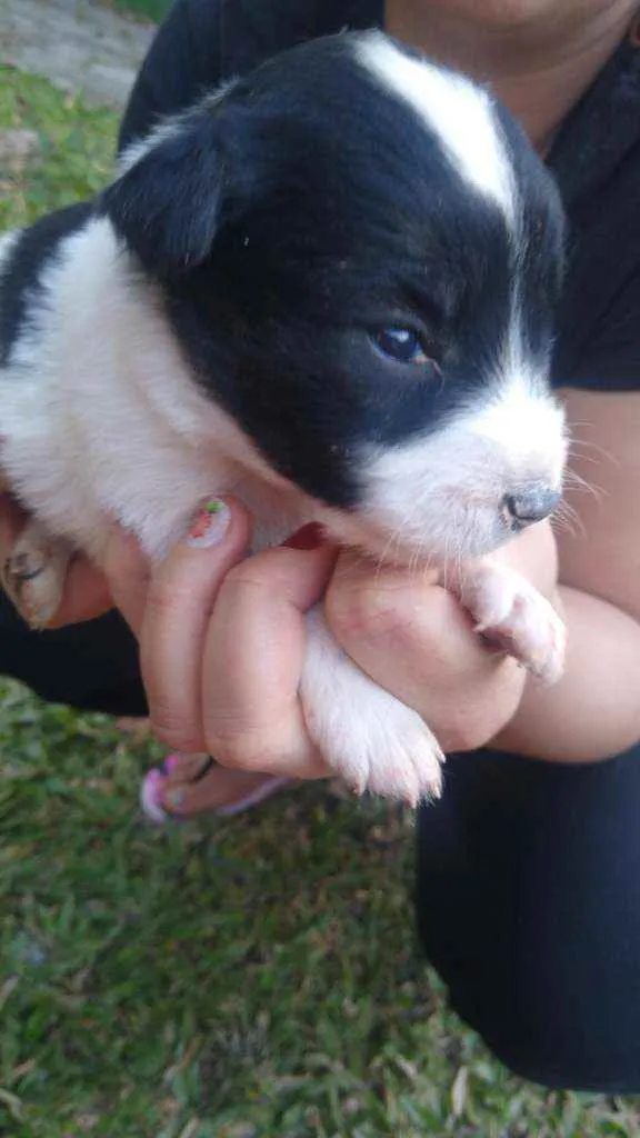 Cachorro ra a SRD idade Abaixo de 2 meses nome Sem nome