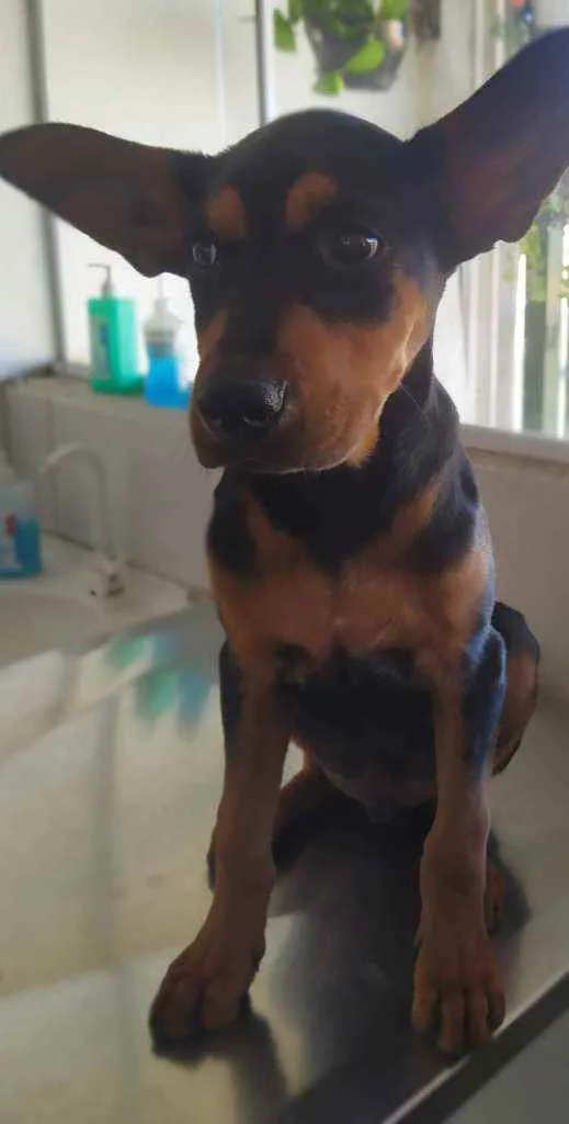 Cachorro ra a Mistura de rottweiler idade 2 a 6 meses nome Spak