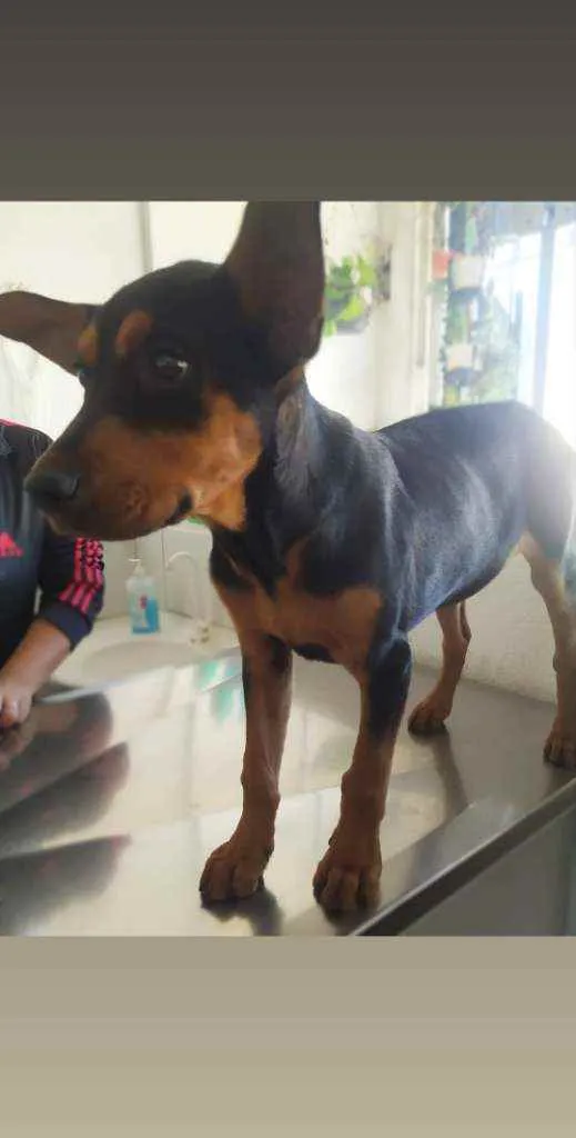 Cachorro ra a Mistura de rottweiler idade 2 a 6 meses nome Spak