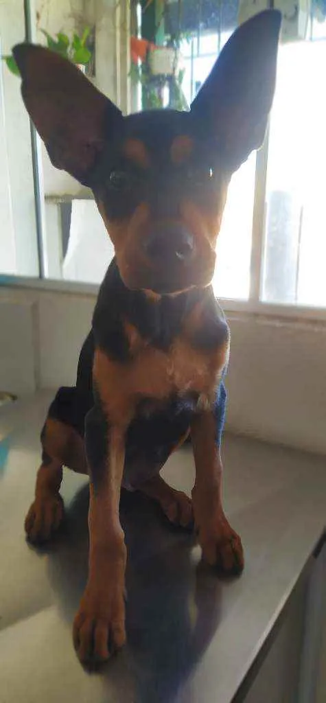 Cachorro ra a Mistura de rottweiler idade 2 a 6 meses nome Spak