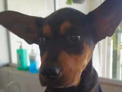 Cachorro ra a Mistura de rottweiler idade 2 a 6 meses nome Spak