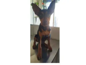 Cachorro raça Mistura de rottweiler idade 2 a 6 meses nome Spak